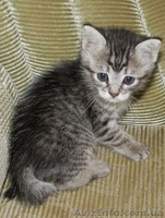 Маленькая кошечка в ДОБРЫЕ руки! - <ro>Изображение</ro><ru>Изображение</ru> #1, <ru>Объявление</ru> #895181