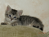 Маленькая кошечка в ДОБРЫЕ руки! - <ro>Изображение</ro><ru>Изображение</ru> #3, <ru>Объявление</ru> #895181