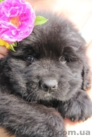 Ньюфаундленды щенки - <ro>Изображение</ro><ru>Изображение</ru> #1, <ru>Объявление</ru> #903547