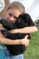 Ньюфаундленды щенки - <ro>Изображение</ro><ru>Изображение</ru> #3, <ru>Объявление</ru> #903547