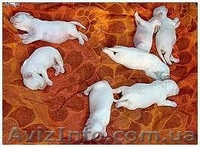 Химчистка ковров с вывозом - <ro>Изображение</ro><ru>Изображение</ru> #1, <ru>Объявление</ru> #908671