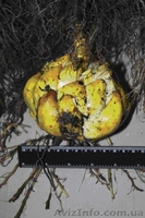 Продам (предлагаю) луковицу лилии и тюльпана - <ro>Изображение</ro><ru>Изображение</ru> #2, <ru>Объявление</ru> #915320