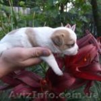 Маленькие крошки чихуахуа  - <ro>Изображение</ro><ru>Изображение</ru> #2, <ru>Объявление</ru> #918487