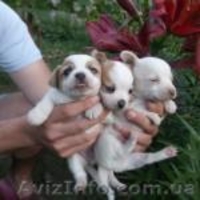 Маленькие крошки чихуахуа  - <ro>Изображение</ro><ru>Изображение</ru> #1, <ru>Объявление</ru> #918487