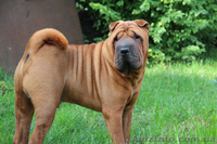 Мы ищем рыжего шарпея Леву! - <ro>Изображение</ro><ru>Изображение</ru> #1, <ru>Объявление</ru> #915897