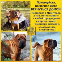 Мы ищем рыжего шарпея Леву! - <ro>Изображение</ro><ru>Изображение</ru> #2, <ru>Объявление</ru> #915897