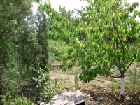 Срочно!!! Продам 1/2 дома Ленинский "РАДУГА"  - <ro>Изображение</ro><ru>Изображение</ru> #2, <ru>Объявление</ru> #918478