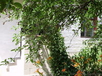 Срочно!!! Продам 1/2 дома Ленинский "РАДУГА"  - <ro>Изображение</ro><ru>Изображение</ru> #3, <ru>Объявление</ru> #918478