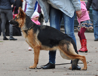 ЩЕНКИ НЕМЕЦКОЙ ОВЧАРКИ - ВЫБИРАЙТЕ ЛУЧШЕЕ! - <ro>Изображение</ro><ru>Изображение</ru> #3, <ru>Объявление</ru> #924115