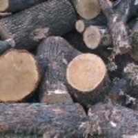 Продается лес, кругляк - <ro>Изображение</ro><ru>Изображение</ru> #5, <ru>Объявление</ru> #934402