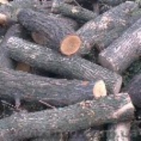 Продается лес, кругляк - <ro>Изображение</ro><ru>Изображение</ru> #1, <ru>Объявление</ru> #934402