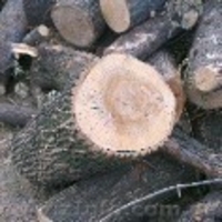 Продается лес, кругляк - <ro>Изображение</ro><ru>Изображение</ru> #6, <ru>Объявление</ru> #934402