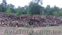 Продается лес, кругляк - <ro>Изображение</ro><ru>Изображение</ru> #9, <ru>Объявление</ru> #934402