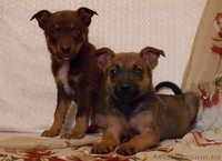 Позитивные щеночки в хорошие руки.   - <ro>Изображение</ro><ru>Изображение</ru> #1, <ru>Объявление</ru> #924510