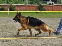 ЩЕНКИ НЕМЕЦКОЙ ОВЧАРКИ - ВЫБИРАЙТЕ ЛУЧШЕЕ! - <ro>Изображение</ro><ru>Изображение</ru> #8, <ru>Объявление</ru> #924115