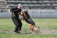 ЩЕНКИ НЕМЕЦКОЙ ОВЧАРКИ - ВЫБИРАЙТЕ ЛУЧШЕЕ! - <ro>Изображение</ro><ru>Изображение</ru> #10, <ru>Объявление</ru> #924115
