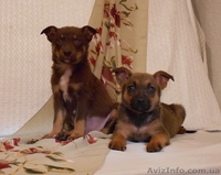 Позитивные щеночки в хорошие руки.   - <ro>Изображение</ro><ru>Изображение</ru> #5, <ru>Объявление</ru> #924510