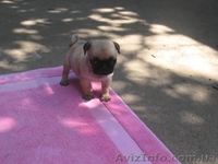 Мопсята не дорого  - <ro>Изображение</ro><ru>Изображение</ru> #4, <ru>Объявление</ru> #922425