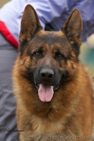 ЩЕНКИ НЕМЕЦКОЙ ОВЧАРКИ - ВЫБИРАЙТЕ ЛУЧШЕЕ! - <ro>Изображение</ro><ru>Изображение</ru> #6, <ru>Объявление</ru> #924115