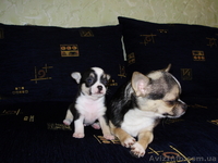 Щенки  чихуахуа - <ro>Изображение</ro><ru>Изображение</ru> #1, <ru>Объявление</ru> #934454