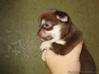 Щенки  чихуахуа - <ro>Изображение</ro><ru>Изображение</ru> #4, <ru>Объявление</ru> #934454