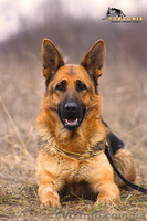 ЩЕНКИ НЕМЕЦКОЙ ОВЧАРКИ - ВЫБИРАЙТЕ ЛУЧШЕЕ! - <ro>Изображение</ro><ru>Изображение</ru> #2, <ru>Объявление</ru> #924115