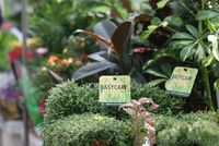 Выставка-продажа "Зеленая Усадьба" - <ro>Изображение</ro><ru>Изображение</ru> #3, <ru>Объявление</ru> #922103