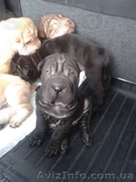 срочная распродажа щенков шар-пея! - <ro>Изображение</ro><ru>Изображение</ru> #2, <ru>Объявление</ru> #924076