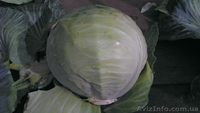 Продам капусту крупный опт!!! - <ro>Изображение</ro><ru>Изображение</ru> #2, <ru>Объявление</ru> #949848