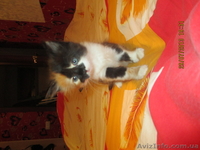 Отдам в хорошие руки замечательных, здоровых котят - <ro>Изображение</ro><ru>Изображение</ru> #1, <ru>Объявление</ru> #938426