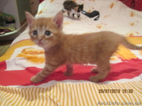 Отдам в хорошие руки замечательных, здоровых котят - <ro>Изображение</ro><ru>Изображение</ru> #2, <ru>Объявление</ru> #938426