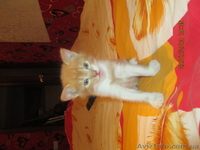 Отдам в хорошие руки замечательных, здоровых котят - <ro>Изображение</ro><ru>Изображение</ru> #3, <ru>Объявление</ru> #938426