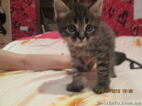 Отдам в хорошие руки замечательных, здоровых котят - <ro>Изображение</ro><ru>Изображение</ru> #4, <ru>Объявление</ru> #938426