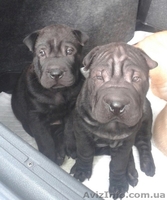 срочная распродажа щенков шар-пея! - <ro>Изображение</ro><ru>Изображение</ru> #4, <ru>Объявление</ru> #924076