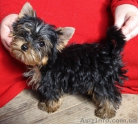 Продаются щенки йоркширского терьера. - <ro>Изображение</ro><ru>Изображение</ru> #4, <ru>Объявление</ru> #938529