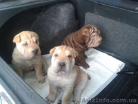 срочная распродажа щенков шар-пея! - <ro>Изображение</ro><ru>Изображение</ru> #3, <ru>Объявление</ru> #924076