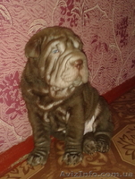 срочная распродажа щенков шар-пея! - <ro>Изображение</ro><ru>Изображение</ru> #7, <ru>Объявление</ru> #924076