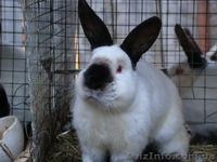 продаются калифорнийские кролики - <ro>Изображение</ro><ru>Изображение</ru> #2, <ru>Объявление</ru> #938786