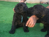 Русский черный терьер. Щенки - <ro>Изображение</ro><ru>Изображение</ru> #3, <ru>Объявление</ru> #953328