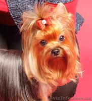 Щенки йоркширский терьер в Донецке. - <ro>Изображение</ro><ru>Изображение</ru> #1, <ru>Объявление</ru> #957913