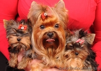 Щенки йоркширский терьер в Донецке. - <ro>Изображение</ro><ru>Изображение</ru> #2, <ru>Объявление</ru> #957913