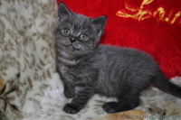  Котята вислоухие и страйты  - <ro>Изображение</ro><ru>Изображение</ru> #1, <ru>Объявление</ru> #953938