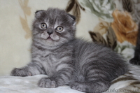  Котята вислоухие и страйты  - <ro>Изображение</ro><ru>Изображение</ru> #2, <ru>Объявление</ru> #953938