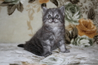  Котята вислоухие и страйты  - <ro>Изображение</ro><ru>Изображение</ru> #3, <ru>Объявление</ru> #953938