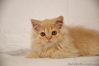 Красный серебристый хайленд страйт - <ro>Изображение</ro><ru>Изображение</ru> #2, <ru>Объявление</ru> #980970