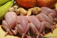 продам перепелов, тушки, яйцо - <ro>Изображение</ro><ru>Изображение</ru> #2, <ru>Объявление</ru> #979070