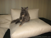 Шотландские котята, хайленды от Меллер - <ro>Изображение</ro><ru>Изображение</ru> #1, <ru>Объявление</ru> #984365