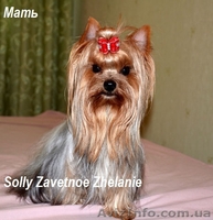 Породистые щенки йоркширского терьера - <ro>Изображение</ro><ru>Изображение</ru> #4, <ru>Объявление</ru> #972887