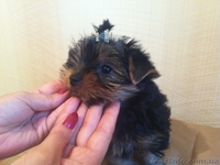 Породистые щенки йоркширского терьера - <ro>Изображение</ro><ru>Изображение</ru> #1, <ru>Объявление</ru> #972887