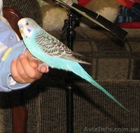 Продам говорящего волнистого попугая. - <ro>Изображение</ro><ru>Изображение</ru> #3, <ru>Объявление</ru> #979396